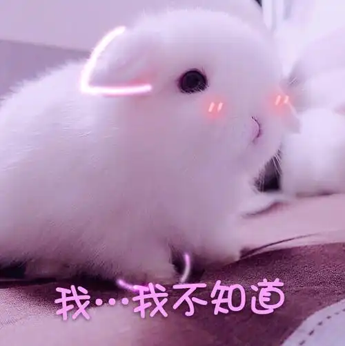萌宠gif小兔子gif我不知道gif不懂gif可爱gif呆萌gif