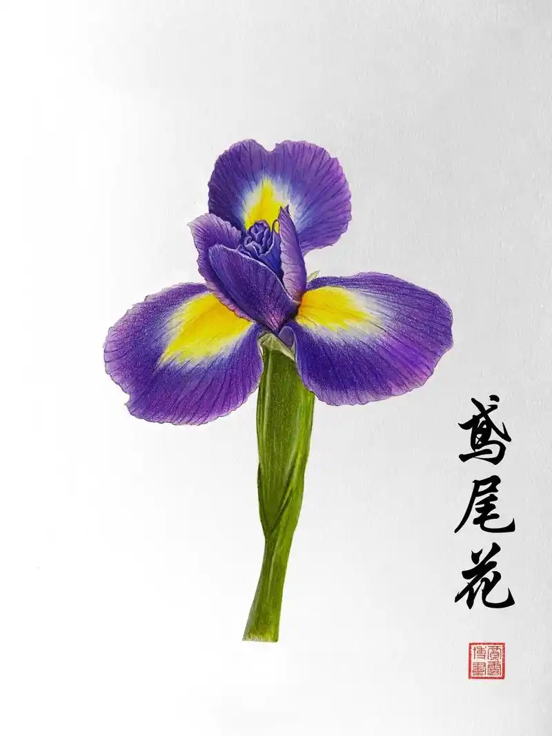 画画 #彩铅画 #一起学画画  # - 抖音