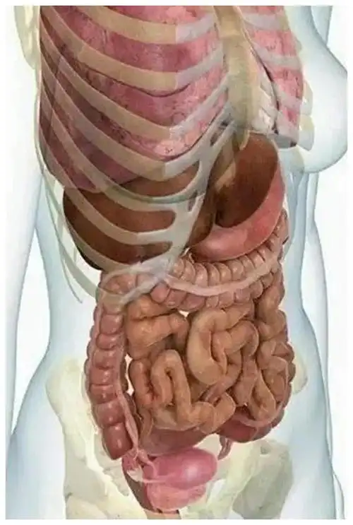 怀孕后孕妇的内脏到底会变成什么样3张图告诉你这不是一般的辛苦