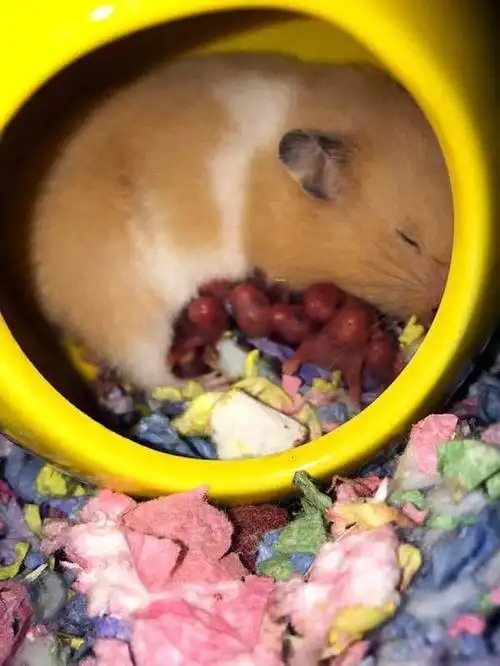 怀孕的仓鼠生了窝鼠宝,没想到有13只,网友纷纷说也想要只