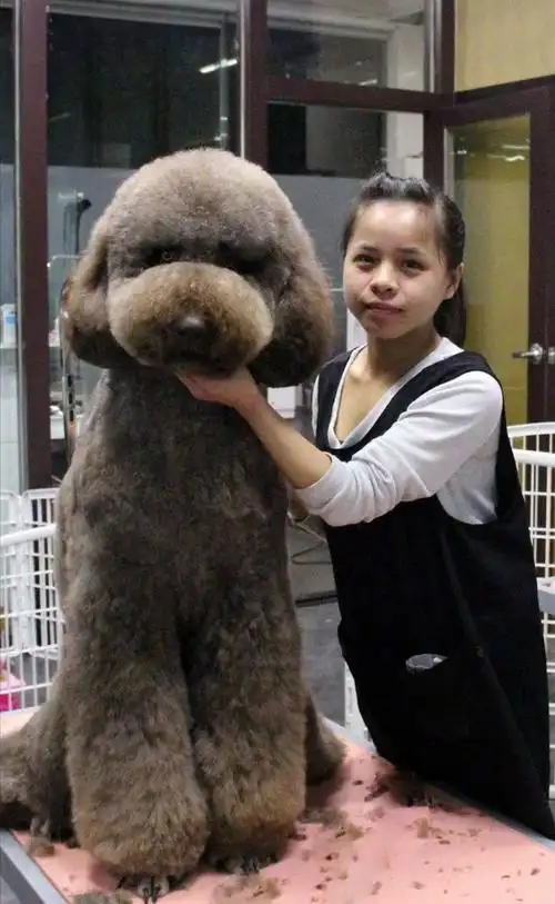 巨贵犬,巨型贵宾犬,为什么少人养(巨贵犬)