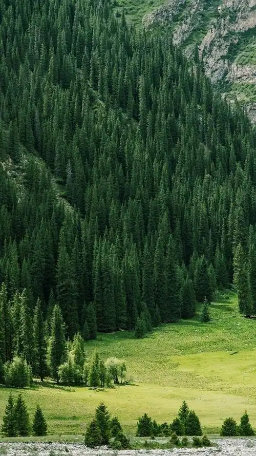 最新绿色森林唯美高清图片