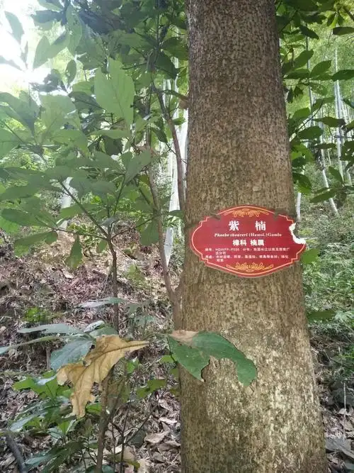 浙江富阳亚热带珍贵树种