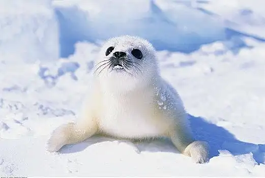 白色海豹图片_白色海豹图片大全_白色海豹图片素材