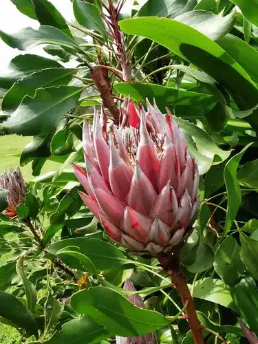 这是南非国花一一帝王花,高贵优雅.