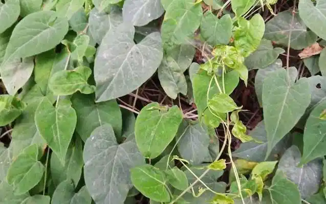 千年何首乌是什么东西?