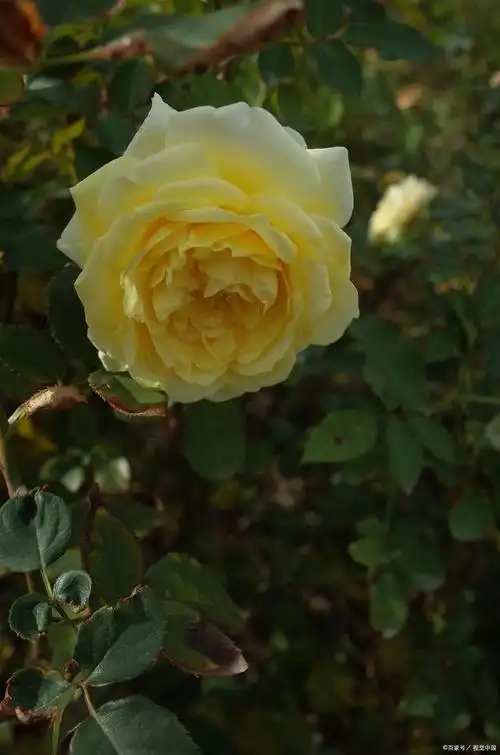 月季"尤金妮"堪称花卉界的璀璨明珠,她以其独特的美感和优雅的气质