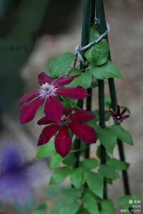 这棵铁线莲有一个好听的名字-瑞贝卡