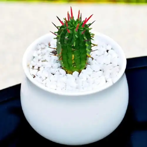 近花缘多肉植物火麒麟又叫红彩阁花卉绿植多肉小盆栽盆景植物