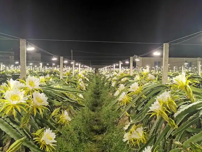 科学补光助致富玉林博白县火龙果种植基地宛如仙境