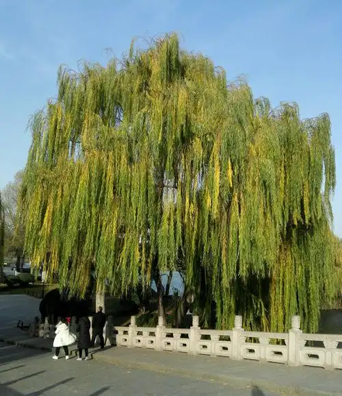 一阵风过去,柳树静悄悄