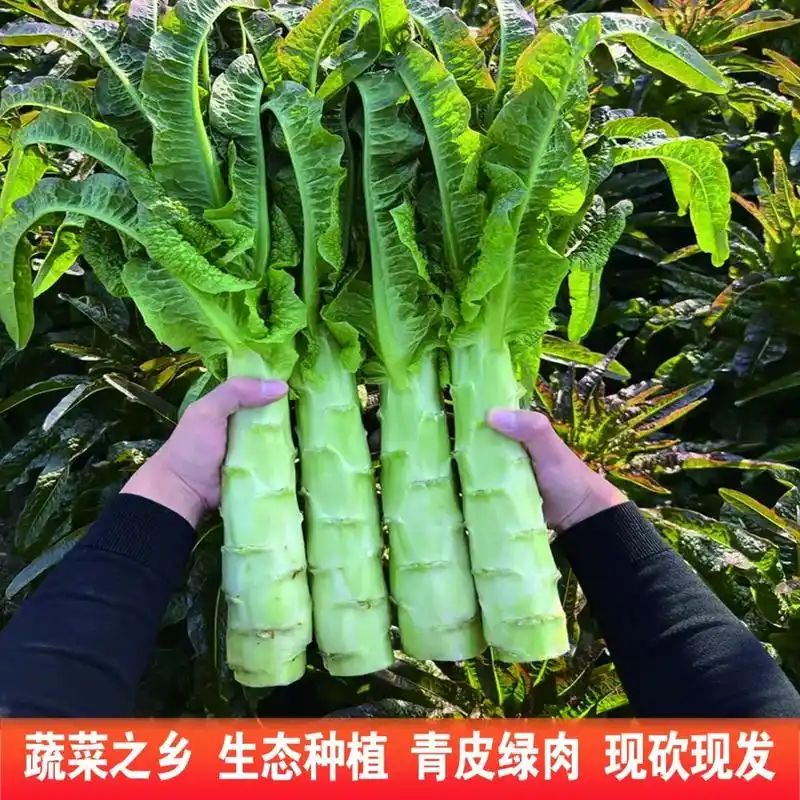 它和普通莴笋可不一样,茎部是青皮 - 抖音