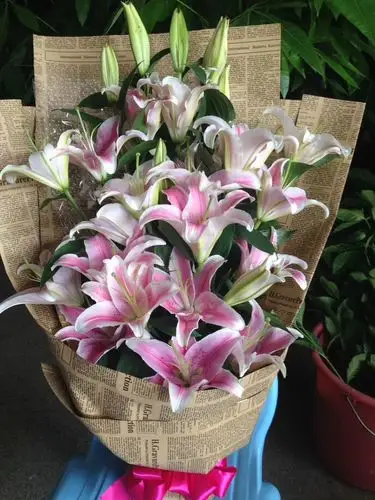 最爱莫过百合花!