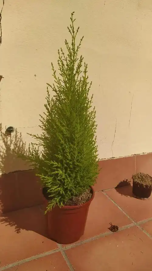 香松的养殖方法,香松怎么养(如果没法满足这几个条件)