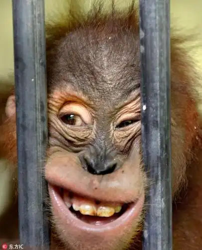 猩猩家族上镜堪比喜剧演员:大笑挖鼻孔搞怪各种凹造型