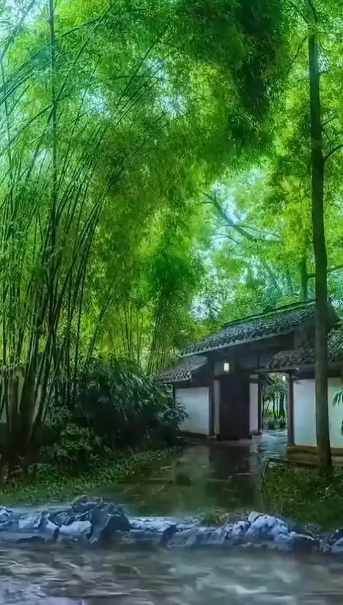 竹林听雨和风吹 景色迷人惹人醉
