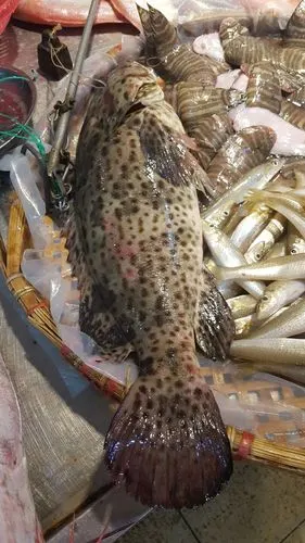 2斤野生石斑,5个一斤的两斤斑节虾1月19号晚上抽奖,过年了,买不到的