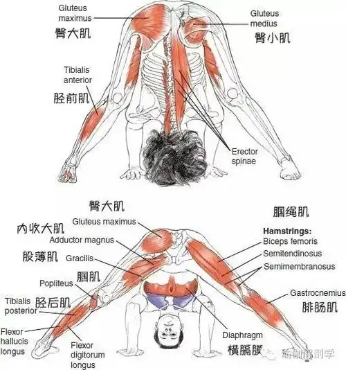 瑜伽体式精讲:双角式解析