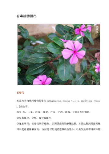 有毒植物大个全附带图片图片.doc