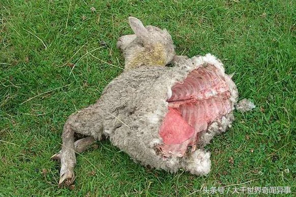 世界神秘事件大全 看完第一个足矣!