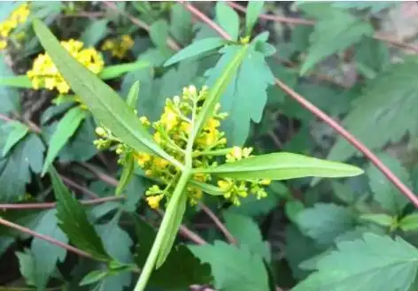 墓头回图片墓头回的作用与功效