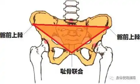 我们的两个髂前上棘和尺骨联合做一个连线,会在我们小腹的位置形成一