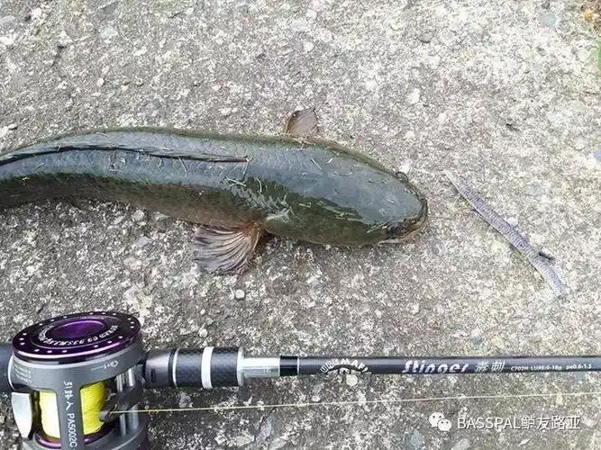 近期钓友反馈-魔法棒篇