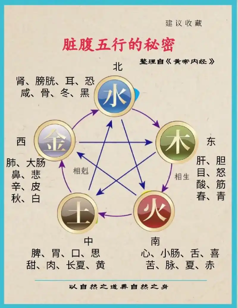 脏腹五行的秘密.五脏六腑的秘密,肝,心,脾,肺,肾,木,火, - 抖音