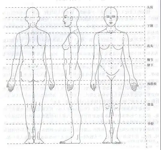 人物速写中的人体比例
