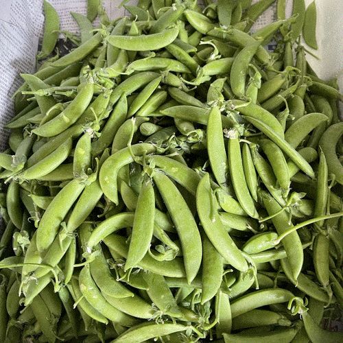 甜豆新鲜带壳甜豆青豆鲜豌豆荚青豌豆甜豌豆农家蔬菜非荷兰豆包邮