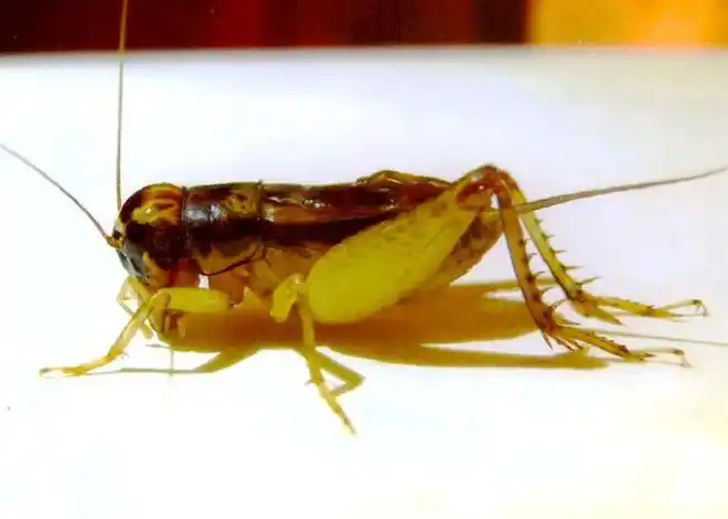 蟋蟀鉴赏:7上风白黄大翅_网易订阅