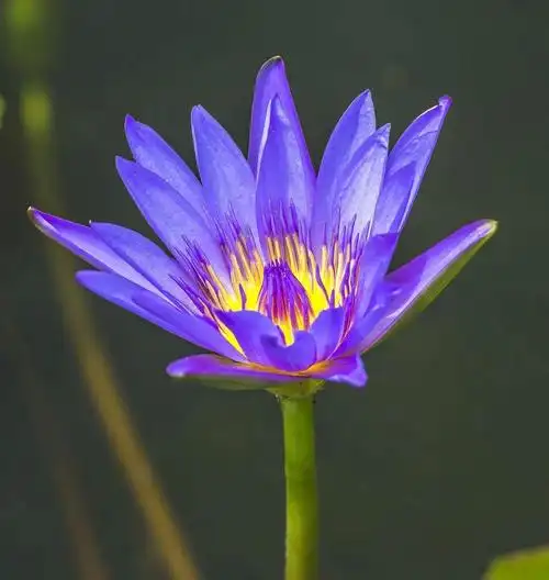 周四探索a班《埃及国花—睡莲花》