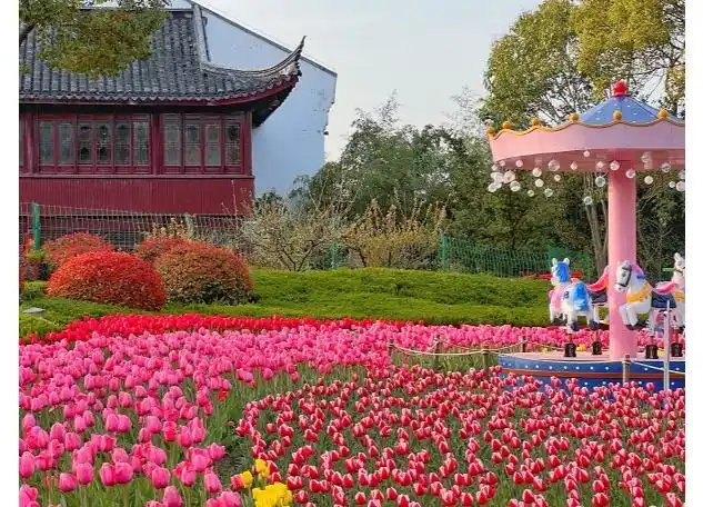 春日相赠把南通啬园的郁金香花海寄给你