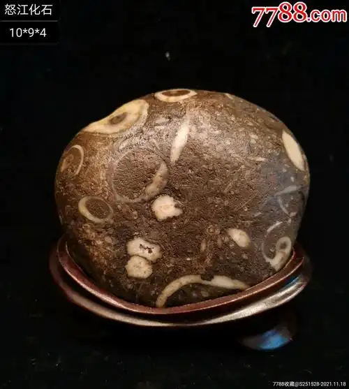 化石_价格180元_第1张_7788收藏__收藏热线