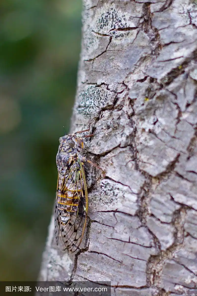 蝉虫在老树上的照片
