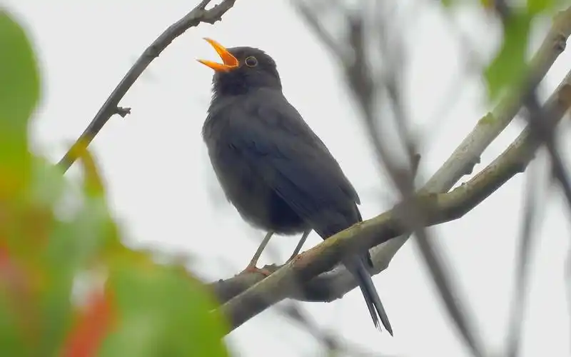 好听的鸟叫声黄嘴的乌鸫叫声