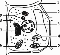 此图不能表示高等植物细胞的亚显微结构 b.