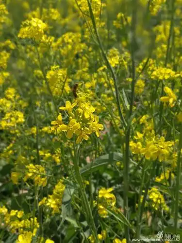 正在盛开的黄芥花