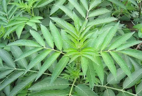 接骨草的功效与作用