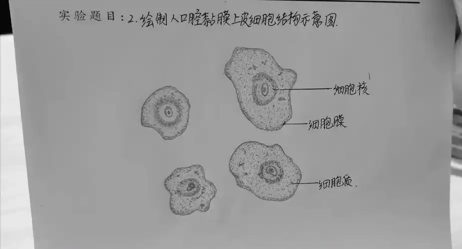 人体口腔黏膜上皮细胞结构示意图