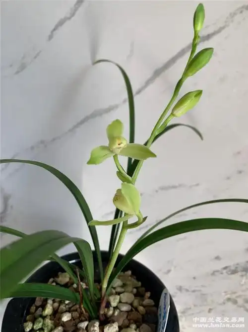 「建兰」仙羽霓裳花开存档-建兰篇-中国兰花交易网社区