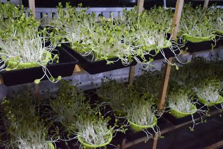 《走进无土栽培蔬菜生产车间》周海燕