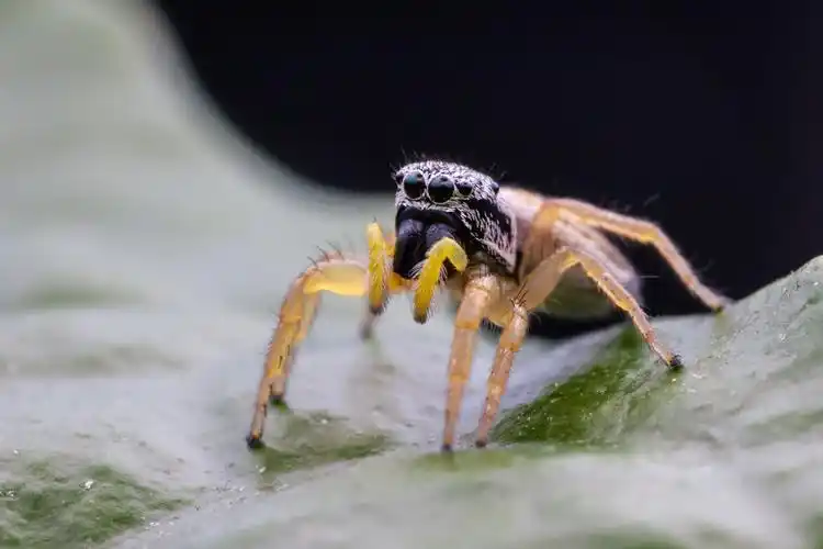 大眼睛跳蛛,拍到不容易啊~!
