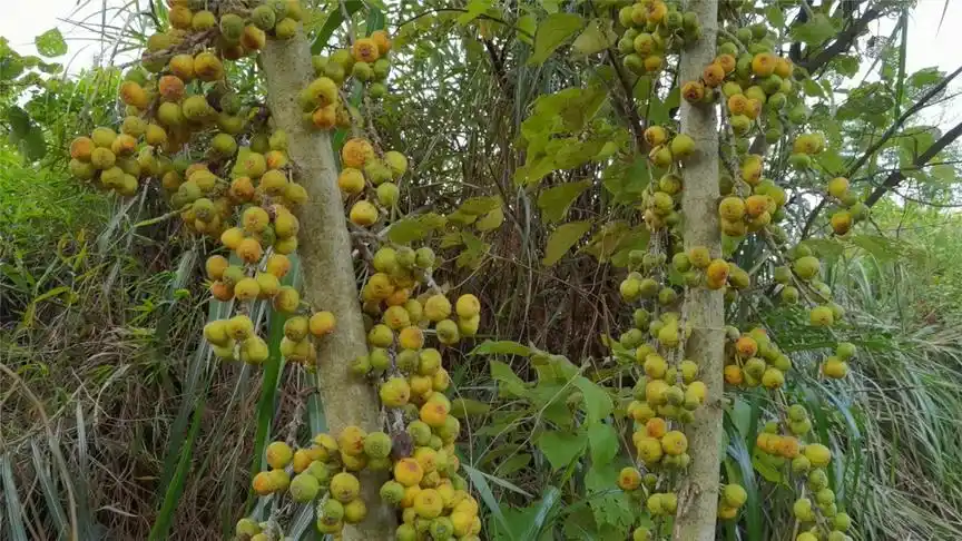 04:22 南方才有的野果,小农带你去摘桃金娘,找回儿时的味道和记忆