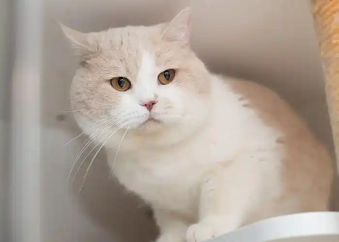 英短乳白成年弟弟免费领养