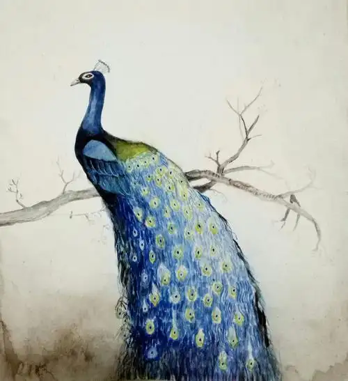 水彩孔雀