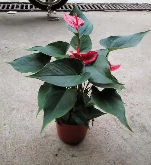 批发室内花卉 净化空气小盆栽 红掌 维他110#东星花场**品种观花植物