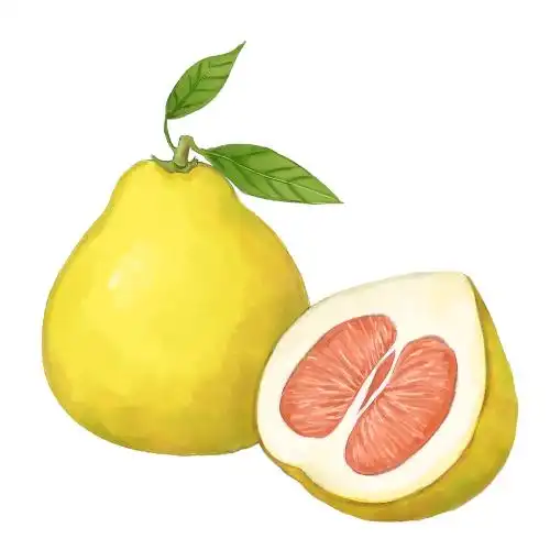 手绘柚子 柚子 手绘