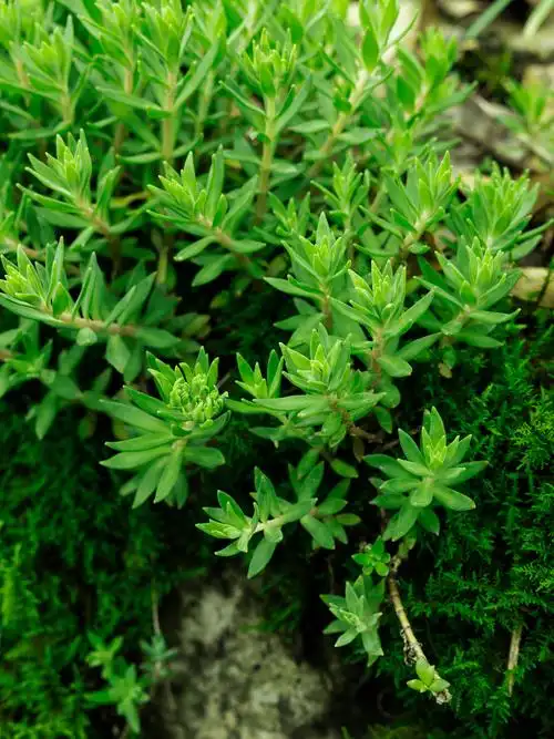 农村垂盆草新鲜泡茶可食用降转氨酶中药材养肝护肝现挖新鲜包活