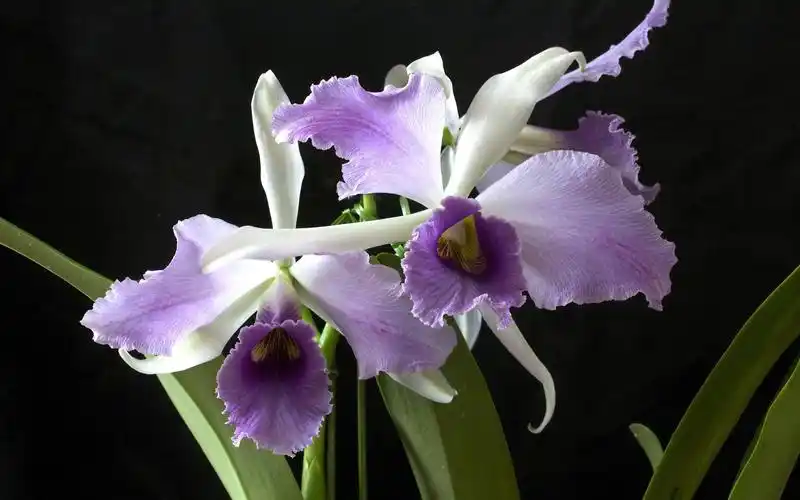 描述: 兰花异国情调-鲜花摄影壁纸 当前壁纸尺寸: 2560 x 1600